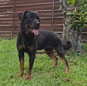 Rottweiler