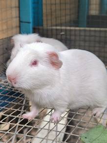 Guinea pig