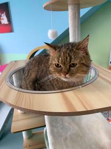Golden Tabby