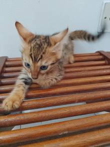 Bengal pure breed