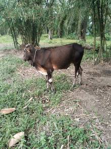 lembu jantan jaras