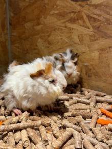 Peruvian Guinea Pig