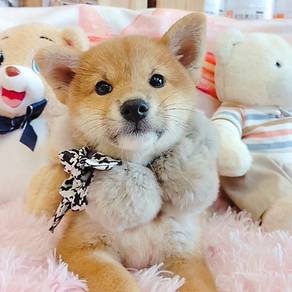 Shiba Inu