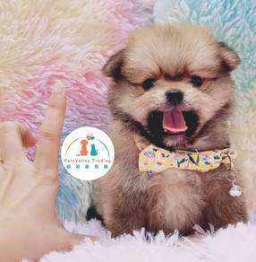 Pomeranian