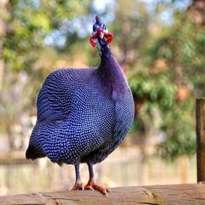 Ayam Mutiara Api Api Royal Purple Guinea Fowl