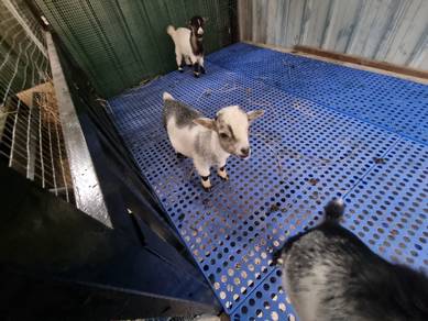 Sepasang Induk Pygmy Goat