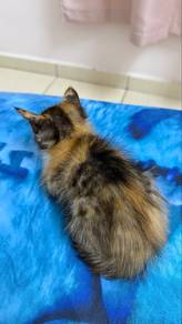 cat for free