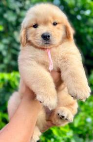 Golden Retriver