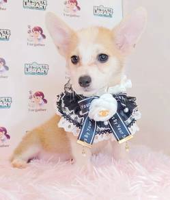 Corgi