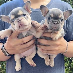 FRENCH BULLDOG PUPPIES 🌻VIP150 Girl