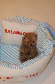 J0764 Pomeranian Cute Teddy Face Puppy