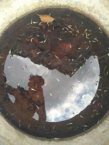 ikan laga borong 