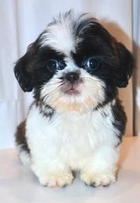 i41 Adorable ShihTzu Puppy