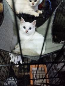 kucing baka cantik