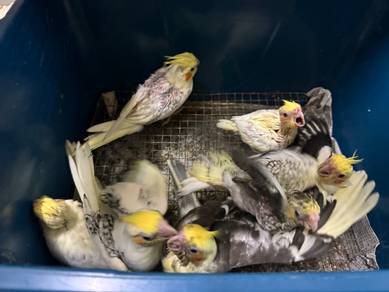 Baby cockatiel