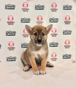w5 Adorable Shiba Puppy