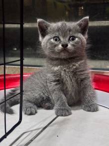 bsh