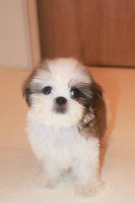 E9 Sweet Shih Tzu Puppy