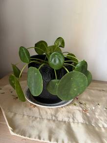 Free Indoor Plants with Pots