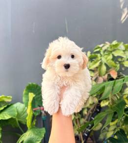 Maltipoo puppies 