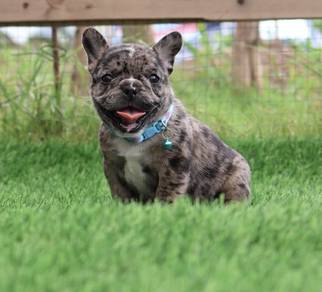 FRENCH BULLDOG PUPPIES VIP176🌻Cute & Healthy