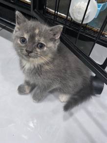 BSH Kitten