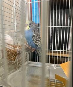 budgie for sale