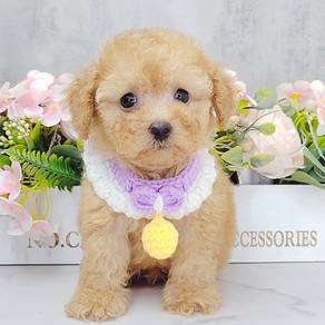 Poodle