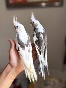 burung cockatiel wf pied jinak bird parrot