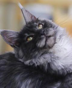 mainecoon