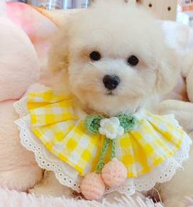 Poodle