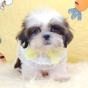 Shih Tzu