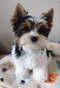GGG-T7T89 Tiny Yorkshire Terrier special COLOR