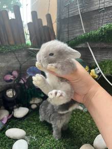Holland lop
