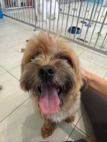 Shih Tsu Mix Terrier for Adoption