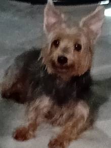 Silky Terrier (female)