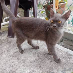 BSH mix PERSIAN