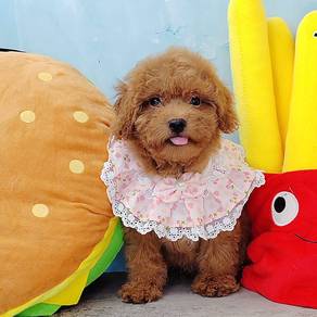 Poodle