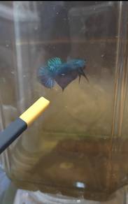 betta