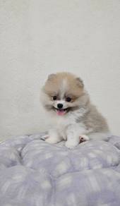 Tiny Pomeranian