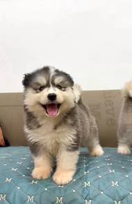 Wooly husky quality