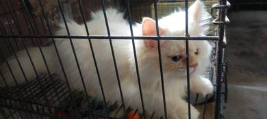 Vaccinated One-Eye Cat (Male Parsi) for Re-Home