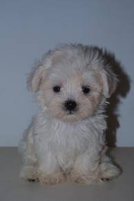 B45 Little Maltipoo Puppy