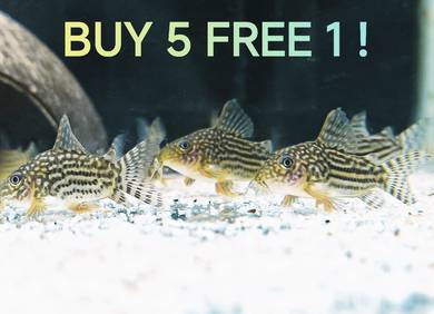 Wholesale Sterbai Corydoras Ikan Hiasan Fish Cory