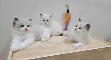 ragdoll