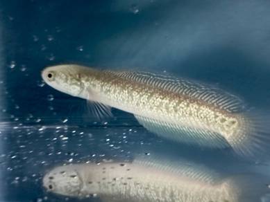 channa asiatica whitespot
