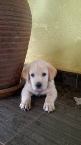 Quality Champion BigBone n Head labrador Retriever