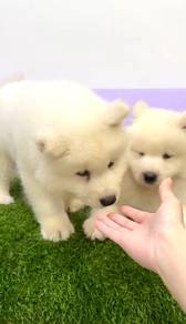Samoyed AAA quality