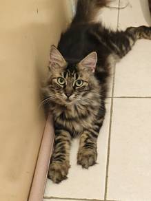 6 Months Female Cat for Adoption 