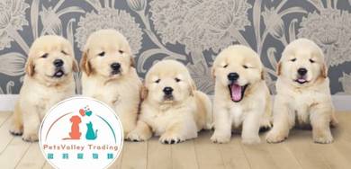 Golden Retriever